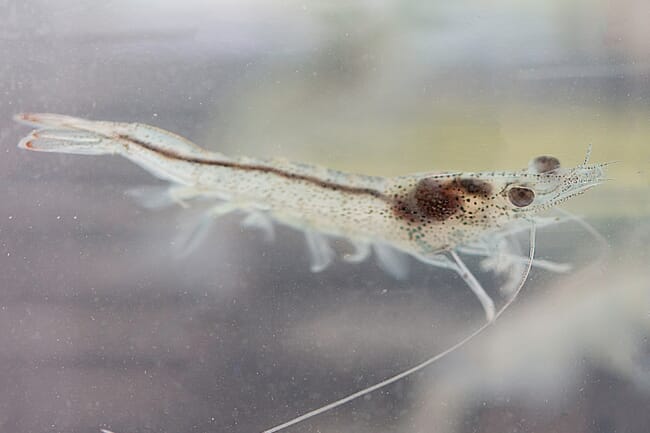 A vannamei shrimp
