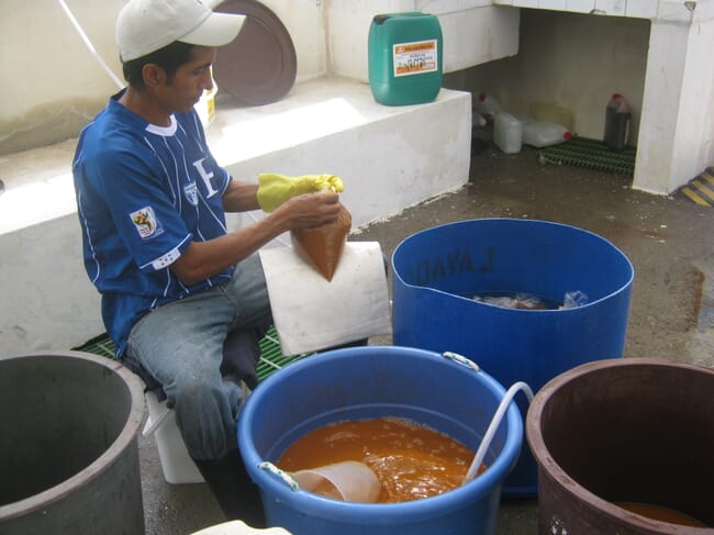 bagging Artemia