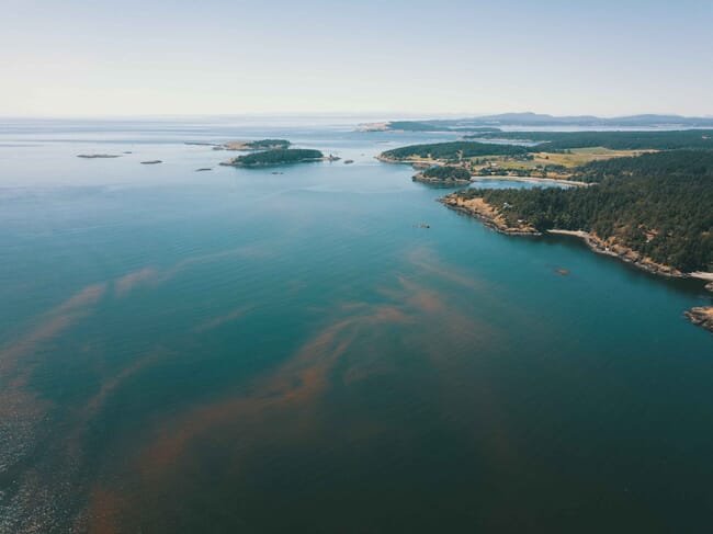 An aerial view of an algal bloom.
