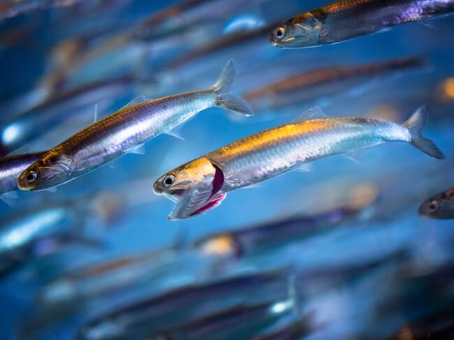 A school of small fish under the water