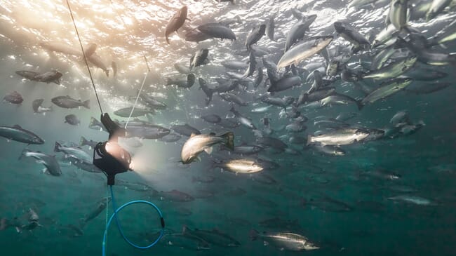 An underwater device monitoring salmon