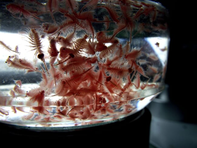 Artemia nauplii