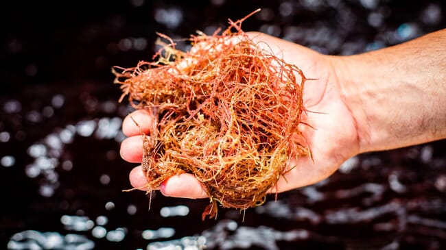 Asparagopsis seaweed.