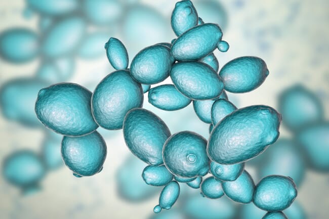 bakers' yeast