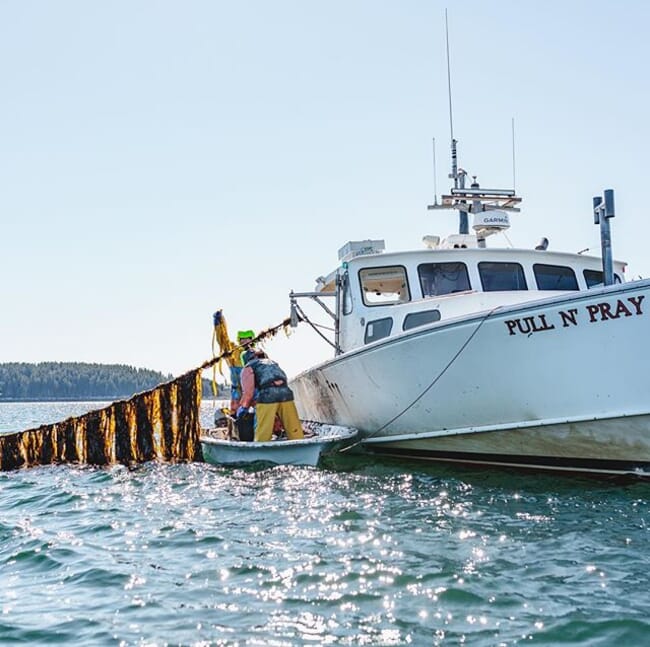 Two people harvesting kelp into a boat.