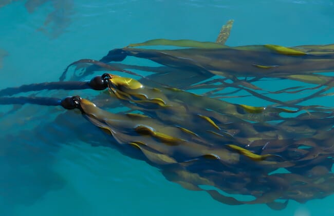 A close up of seaweed in blue water.