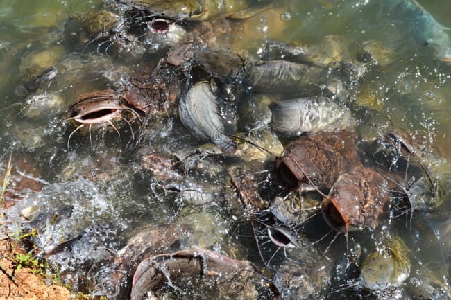 Group of catfish feeding