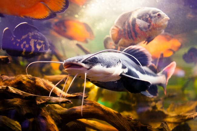 Catfish swimming in shallow water