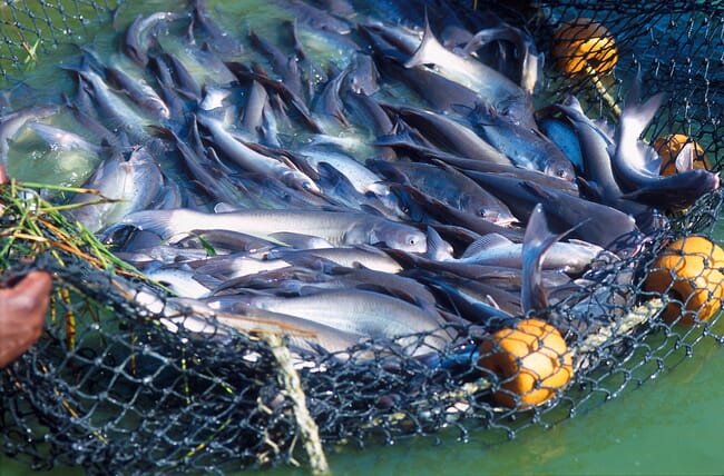 Group of North American channel catfish in a net