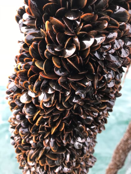 rope-grown mussels