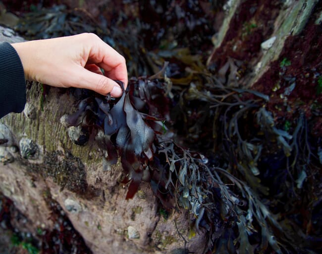 Palmaria palmata seaweed