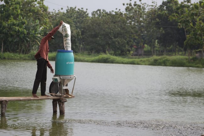 A man filling up a feeder beside a shrimp pond.