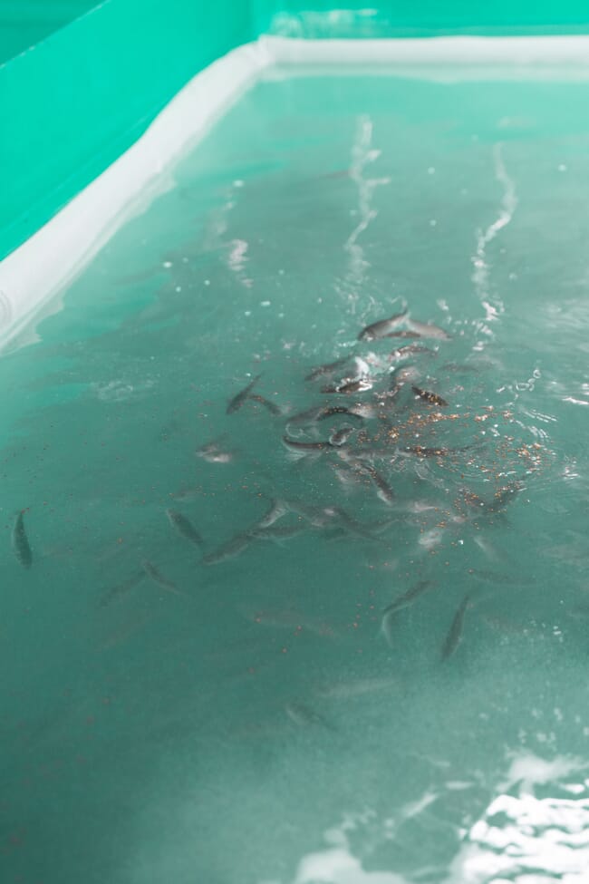 Fish feeding in a RAS facility