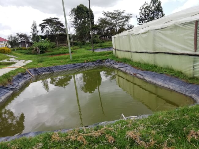 fish pond with a plastic liner