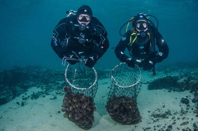 Gathering sea urchins.