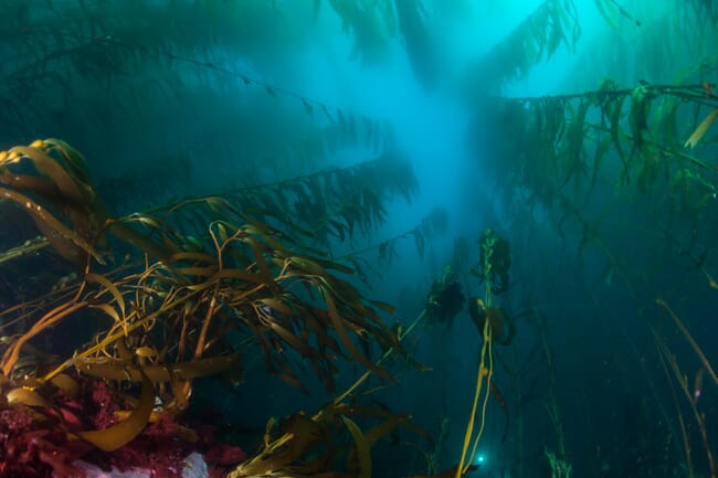 Seaweed under the sea.