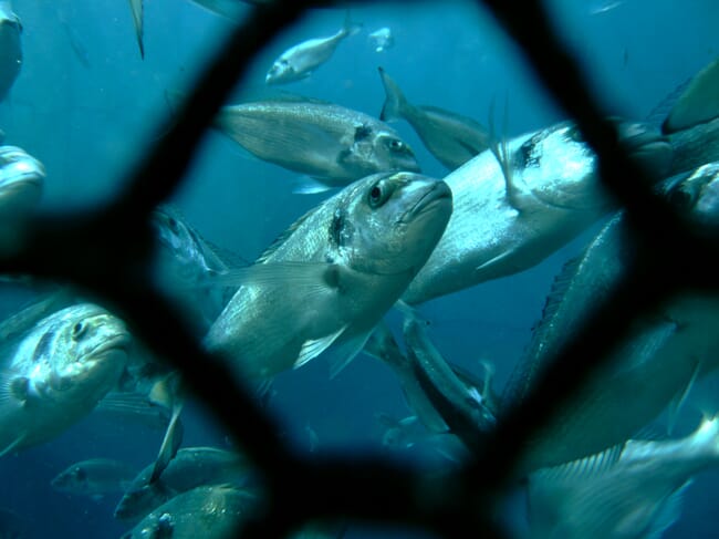 Gilthead seabream in cage.