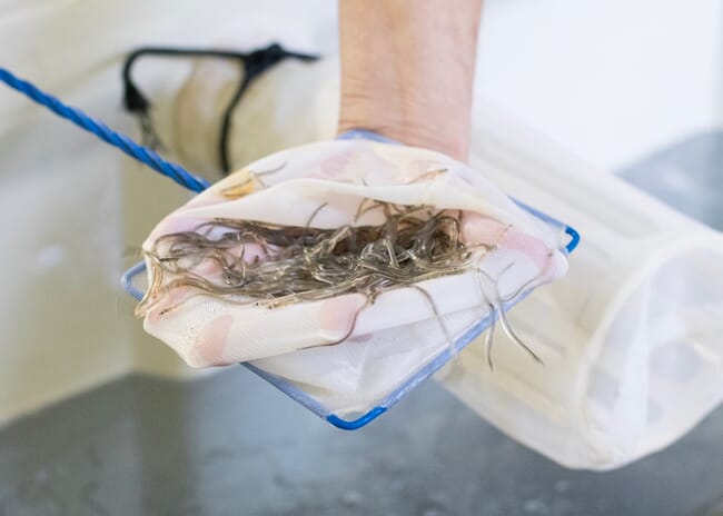 Glass eels