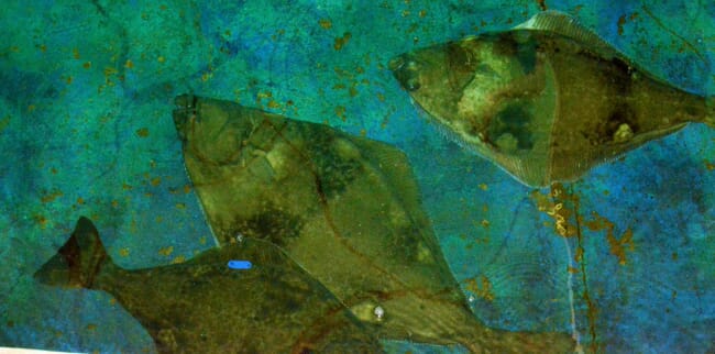 Fish in a tank.