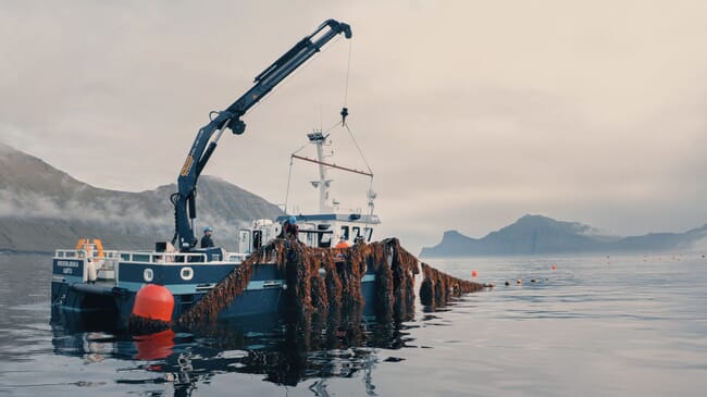 A boat winching up a seaweed line.