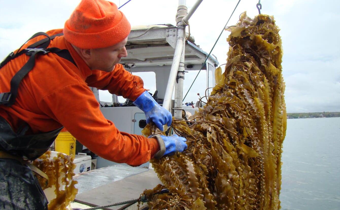 A man harvesting rope-grown seaweed on a boat.