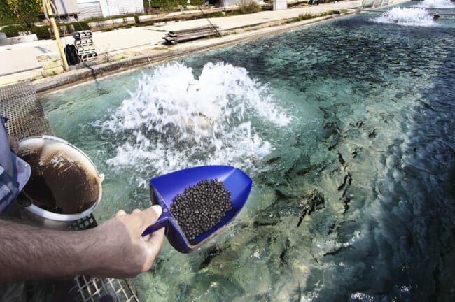 A hand holding a scoop full of fish feed.