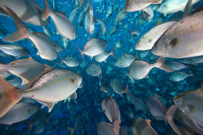 A shoal of fish.