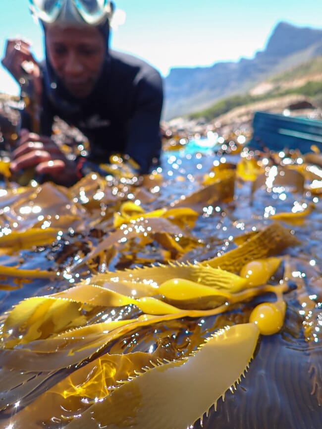 A diver inspecting some kelp