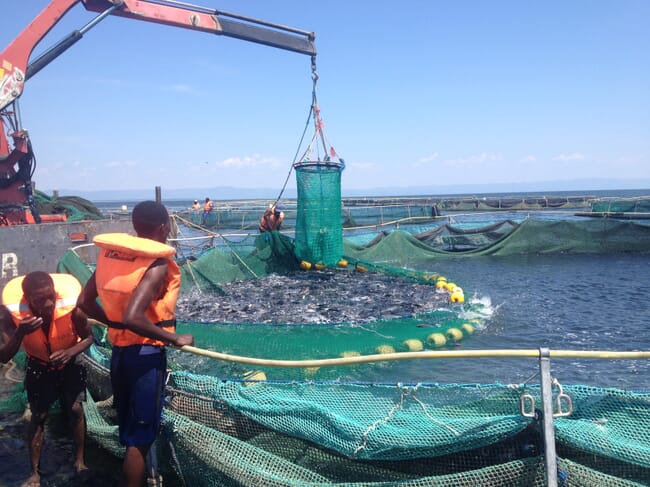 harvesting fish from a cage