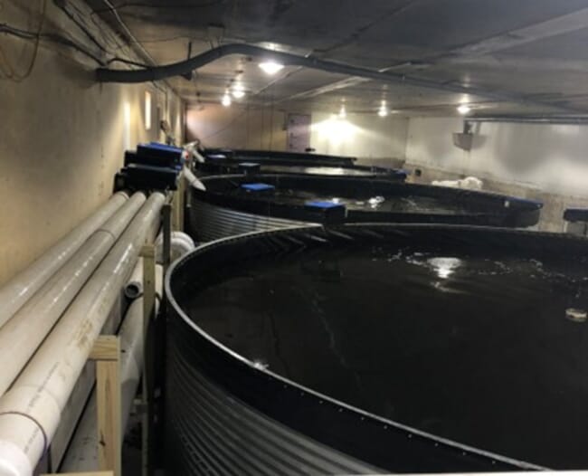 RAS grow-out tanks