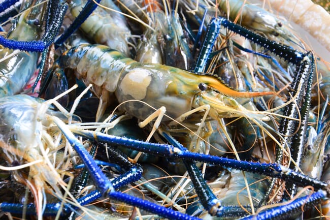 A pile of shrimp.
