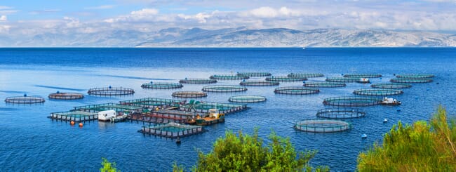 A fish farm viewed from above.