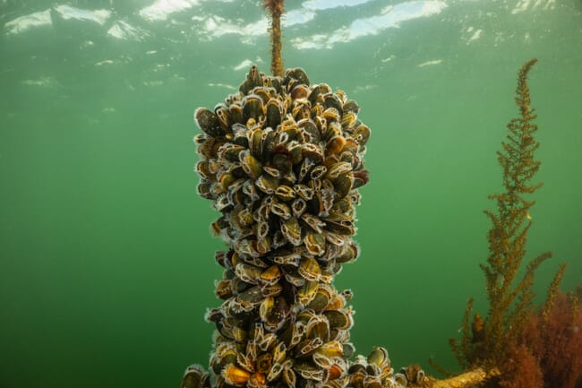 Mussels growing on rope.