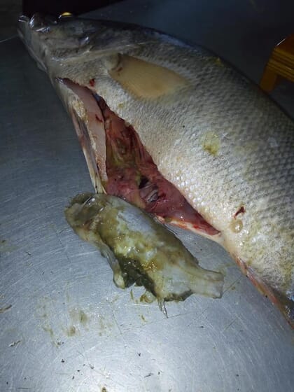 fish biopsy