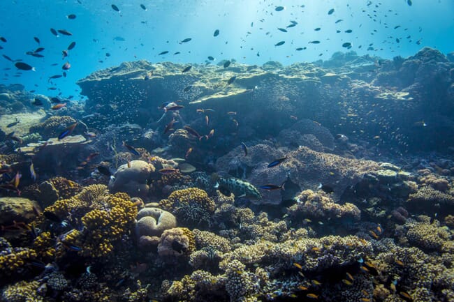 a coral reef.