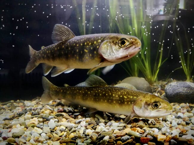 Arctic Char swimming in a tank