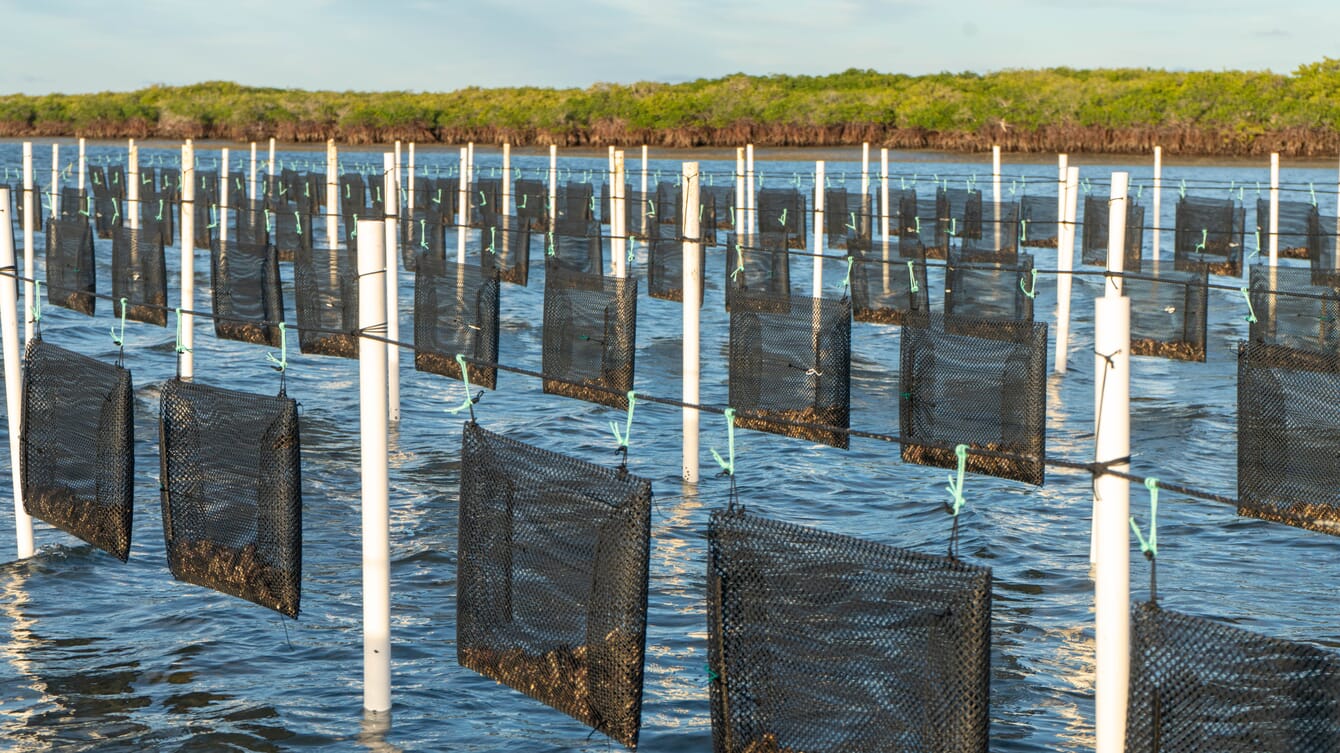 Oyster baskets suspended above the sea.