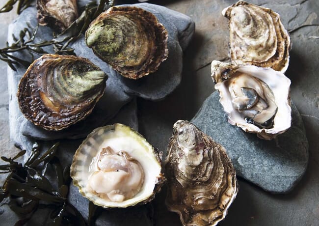 Neatly arranged oysters.