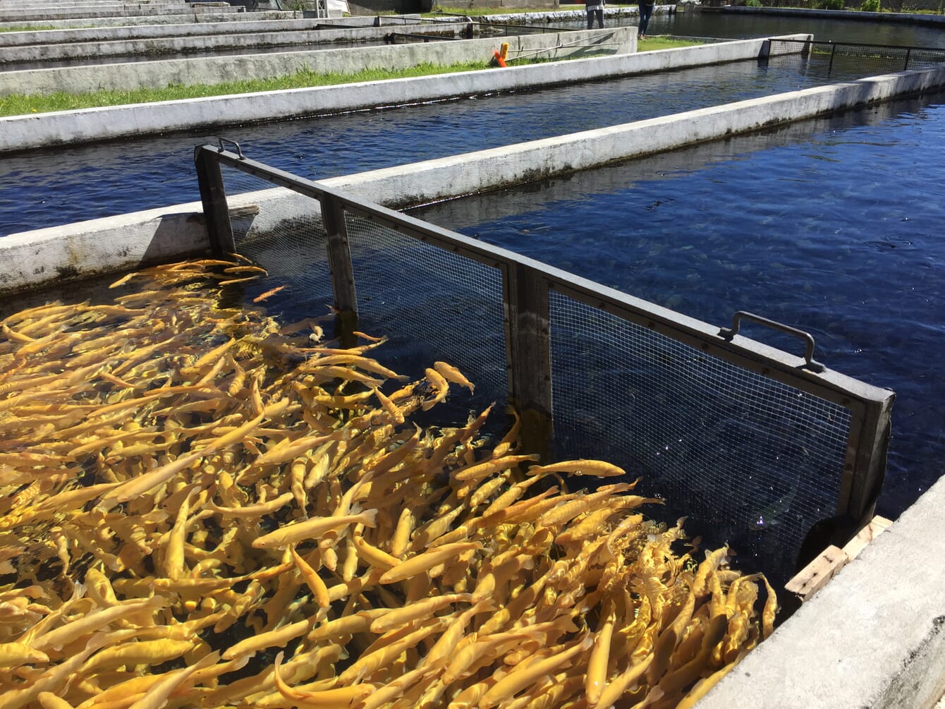 partitioned trout raceway