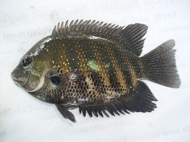 A fish.