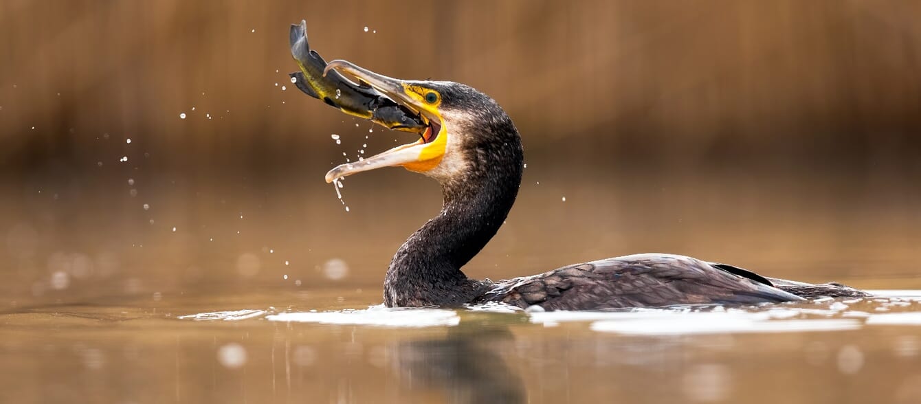 A bird eating a fish.
