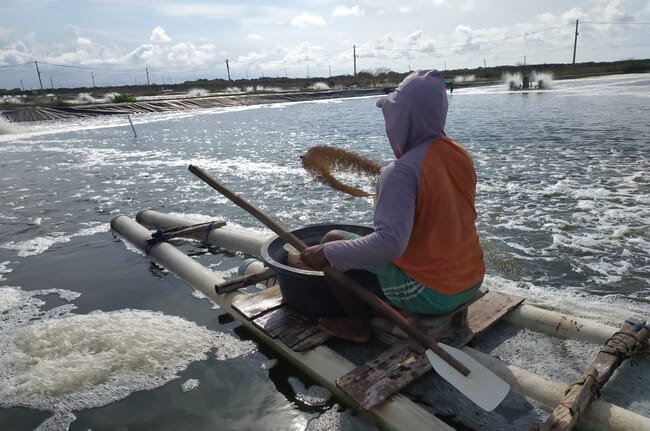 Person sitting on a barge, throwing aquafeed into a fish pond