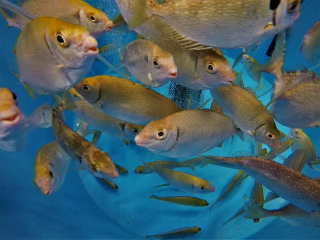 A should of fish inside a net.