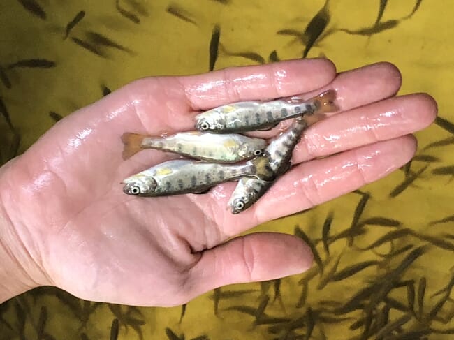 Rainbow trout fry
