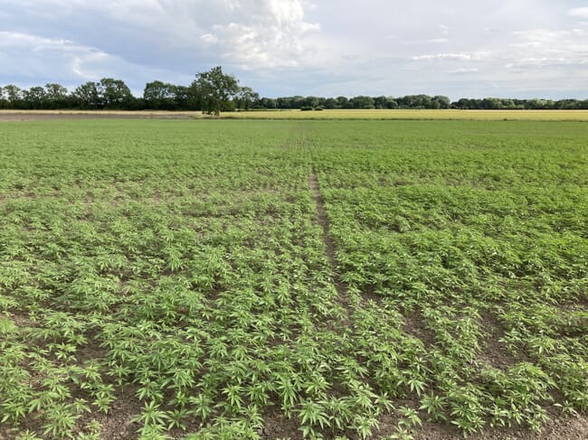 Hemp field.