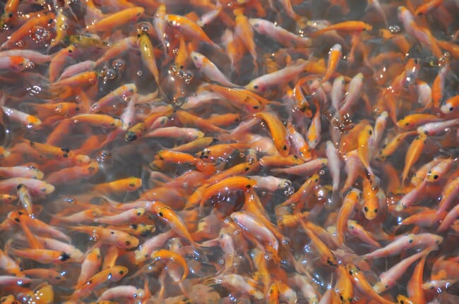 red tilapia fingerlings