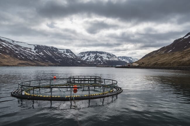 Salmon farm in Iceland.