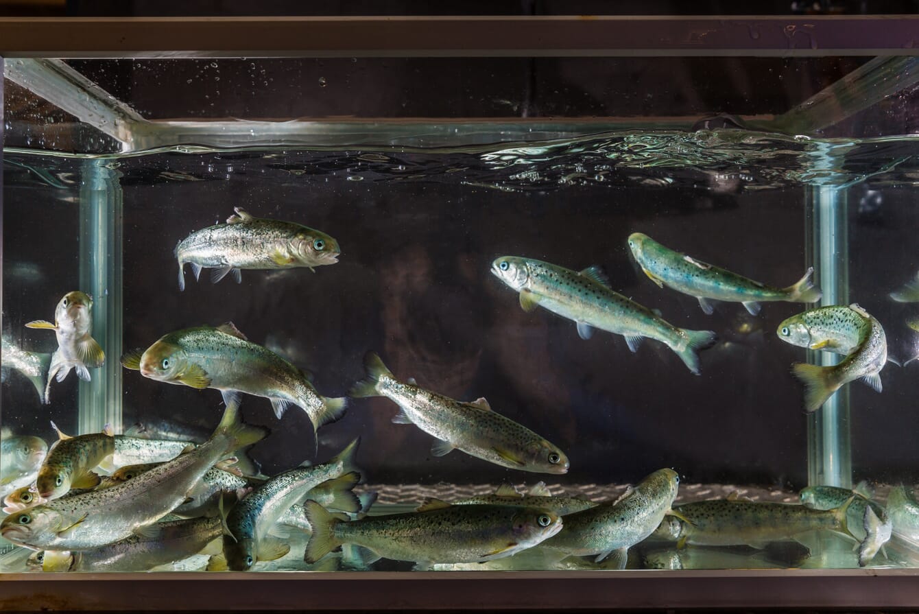 juvenile salmon swimming in a tank