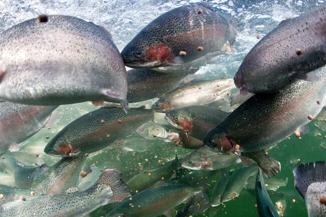 Salmon eating aquafeed pellets in a RAS