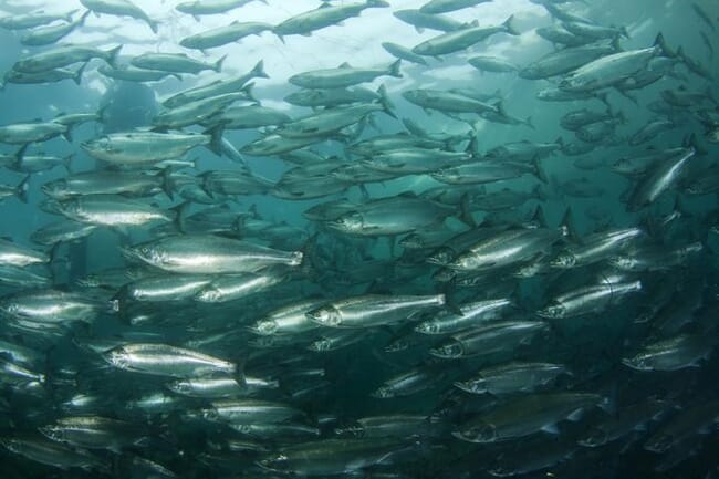 A shoal of salmon.